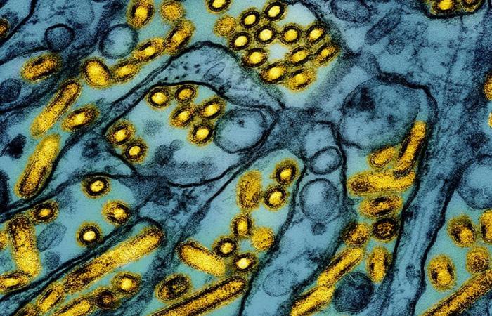 “La circulación del virus H5N1 pone de relieve las interdependencias de todos los seres vivos”