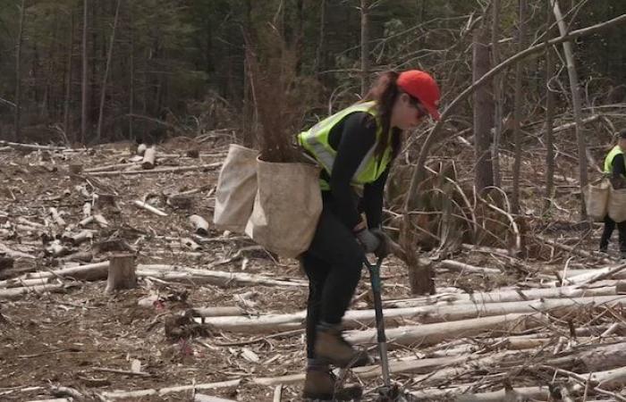 Crear bosques más resistentes al cambio climático