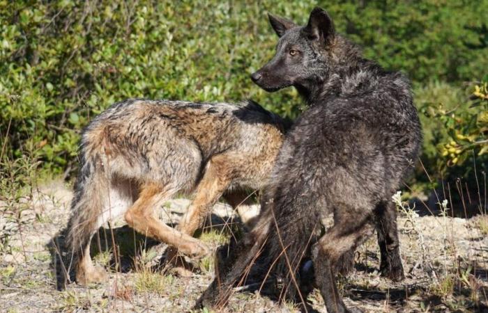 Estreno en Quebec: cachorros huérfanos reintegrados a nuestros bosques