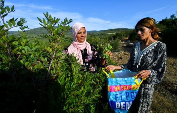 Túnez: recolectores de plantas aromáticas expuestos al cambio climático