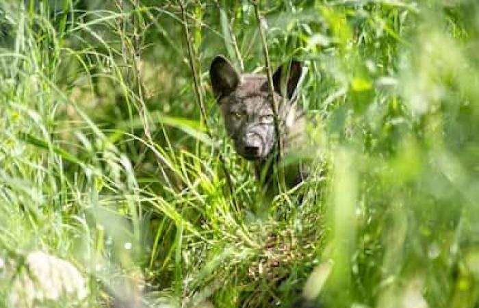 Estreno en Quebec: cachorros huérfanos reintegrados a nuestros bosques