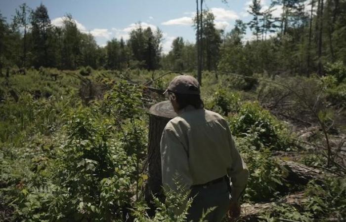 Crear bosques más resistentes al cambio climático