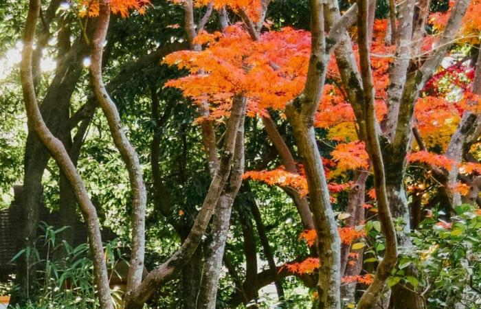 +1,97°C. En 2024, Japón vivió un otoño históricamente cálidoDozoDomo