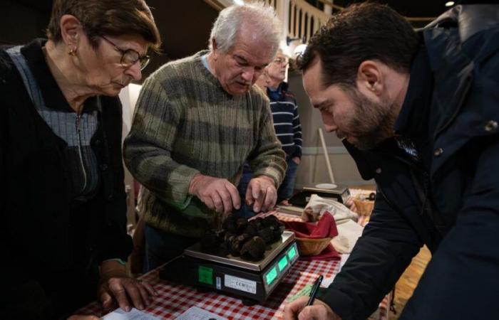 La trufa, el oro negro de Charente-Maritime