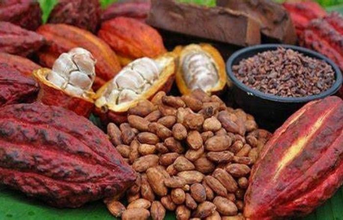 Cacao: Precios récord históricos en Nueva York en 2024, a pesar de las preocupaciones sobre la producción global – VivAfrik