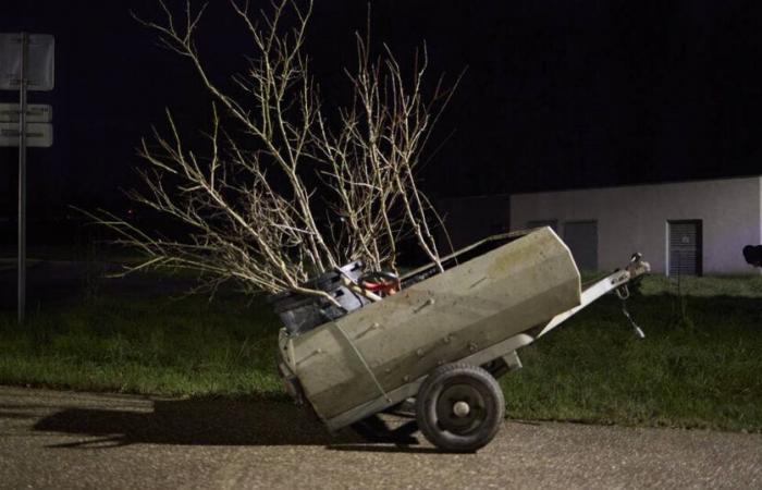 Activistas ecologistas cultivan ciruelos por la noche en Nancy – Libération