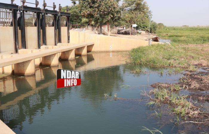 La proliferación de plantas invasoras, una amenaza para la pesca.