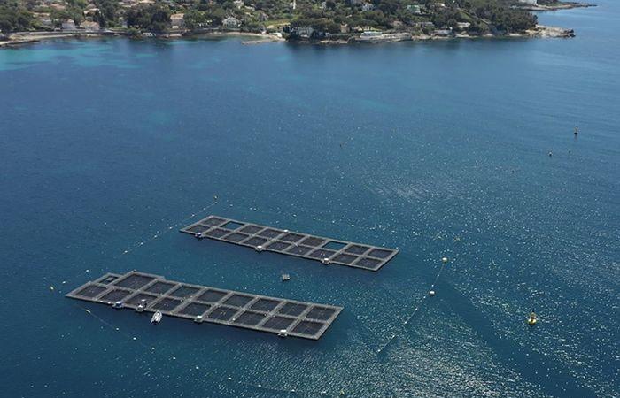 Aquafrais Cannes: agricultores del mar desde hace 35 años