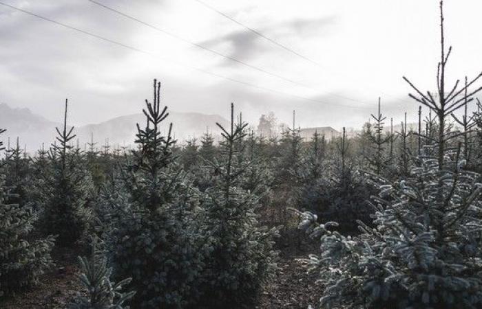 Cuando el árbol de Navidad se convierte en un problema para los pulmones – LINFO.re