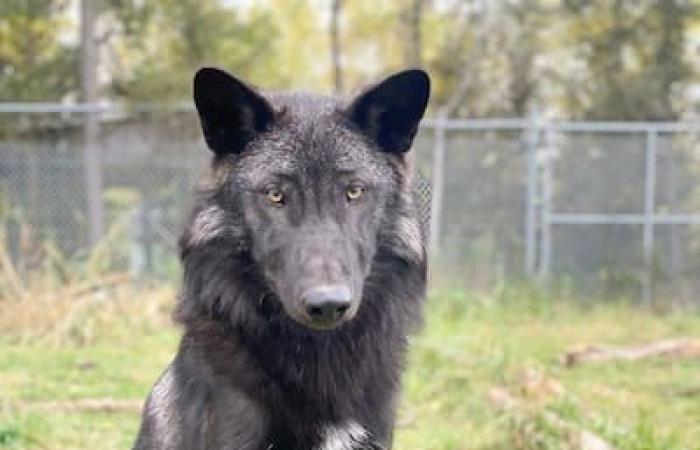 Estreno en Quebec: cachorros huérfanos reintegrados a nuestros bosques