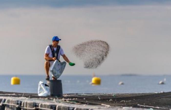 Aquafrais Cannes: agricultores del mar desde hace 35 años