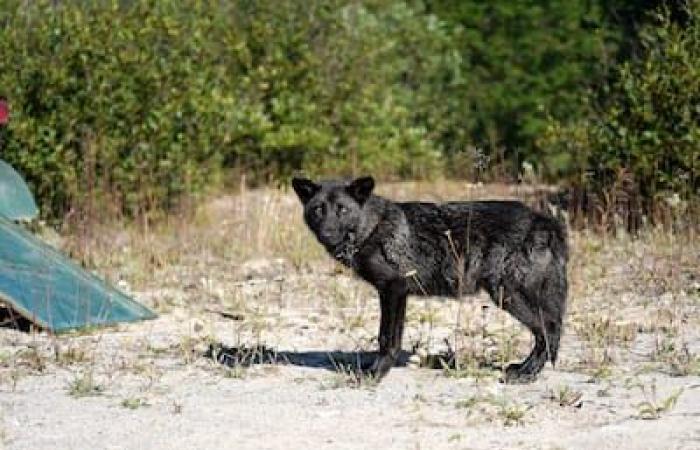 Estreno en Quebec: cachorros huérfanos reintegrados a nuestros bosques