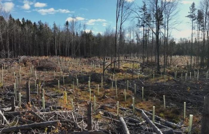 Crear bosques más resistentes al cambio climático