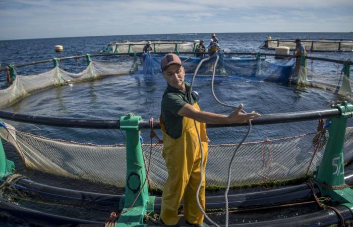 Acuicultura: 200 granjas instaladas para un objetivo de producción de 124.000 toneladas al año