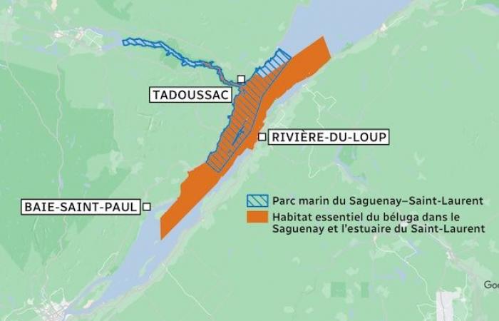 Rivière-du-Loup o Cacouna: ¿qué puerto proteger mejor a las belugas?