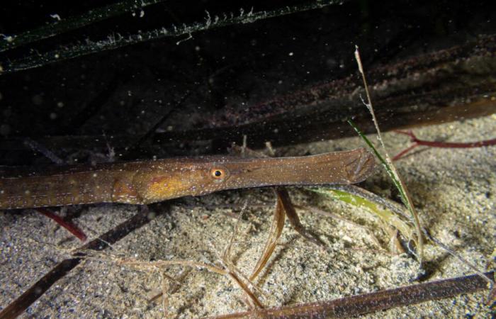 las fascinantes fotos de Pierre bajo el mar, a pocos metros de la orilla