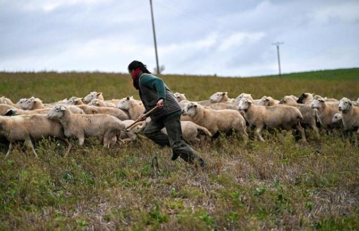 Diciembre de 2024: las novedades de Yonne a los ojos de nuestros fotógrafos