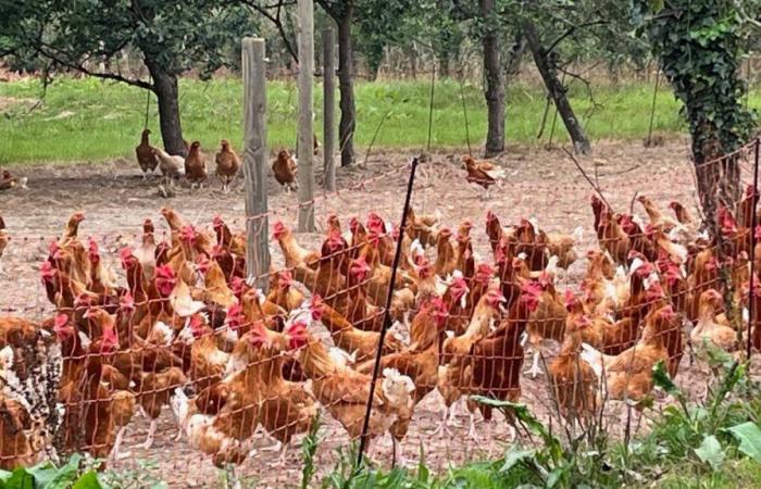 En sus huertos de Calvados, sus pollos ganadores de medallas de oro hacen las delicias de los gourmets