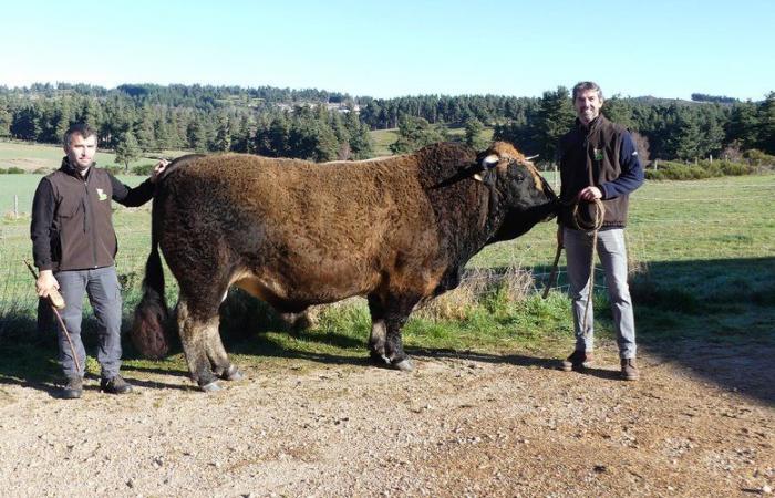 Salón agrícola: Emilien y su toro Romarin de Aubrac son seleccionados por primera vez en París