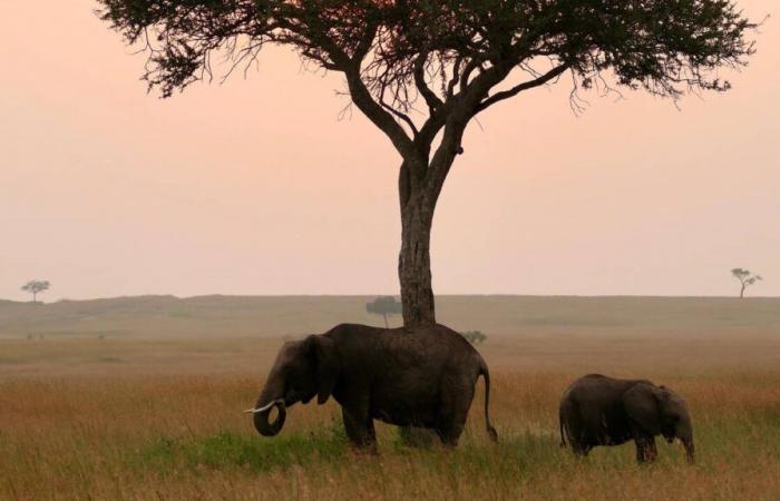 Un safari excepcional en el corazón de la sabana de Kenia