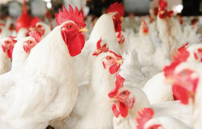 Comercio: los precios del pollo vivo se estabilizan