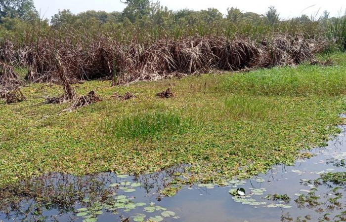 El río Casamance en peligro: sedimentos, tifa y nenúfares amenazan este curso de agua cerca de Sare Yoba