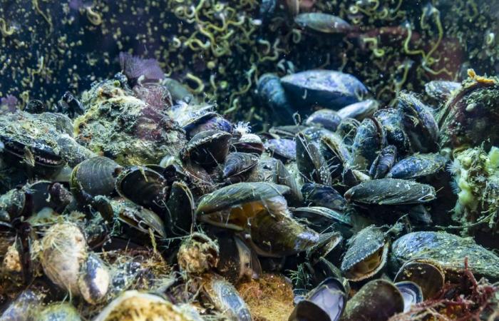 El cantante Anthony Chaplain compone una canción en homenaje a los mejillones en peligro de extinción de Côtes-d’Armor