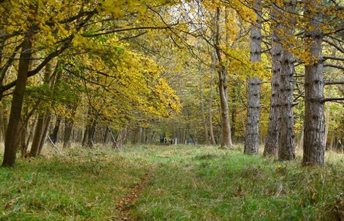 La nueva región propietaria de un bosque privado en el sur de Val-de-Marne