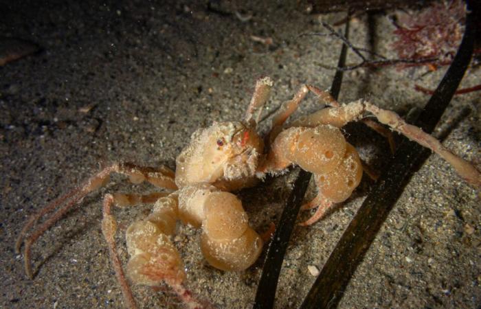 las fascinantes fotos de Pierre bajo el mar, a pocos metros de la orilla