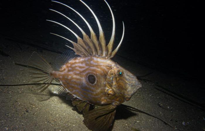 las fascinantes fotos de Pierre bajo el mar, a pocos metros de la orilla