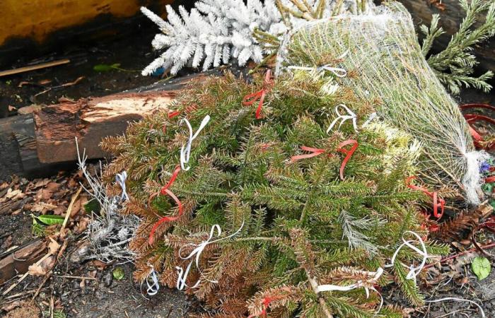 La ciudad de Quimper te invita a darle una segunda vida a tu árbol de Navidad