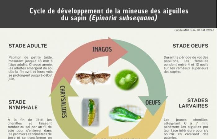 El minador del abeto, una diminuta oruga que ataca al rey de los bosques