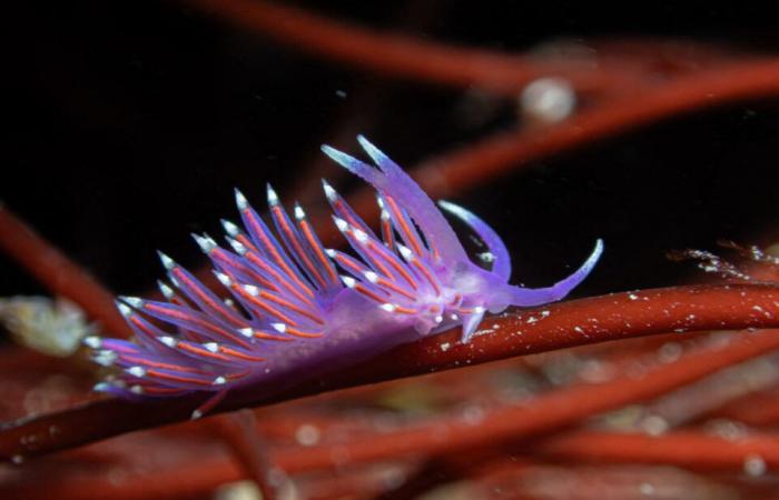 las fascinantes fotos de Pierre bajo el mar, a pocos metros de la orilla