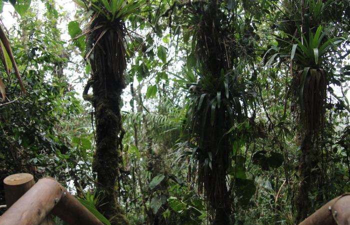 En el corazón de los Farallones, una joya de biodiversidad amenazada