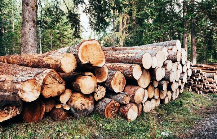 Una medida controvertida que divide al sector de la madera y del mueble.