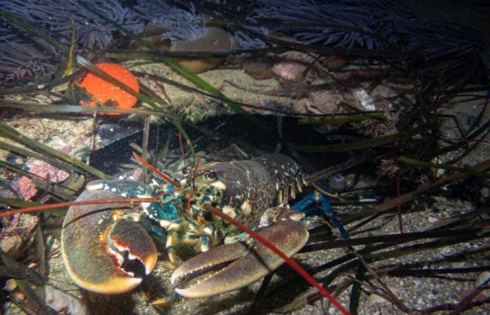 las fascinantes fotos de Pierre bajo el mar, a pocos metros de la orilla