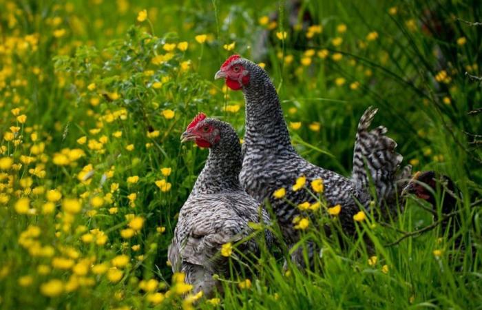 “Rolls-Royce de las aves de corral”, la gallina cuco de Rennes quiere salvar sus plumas