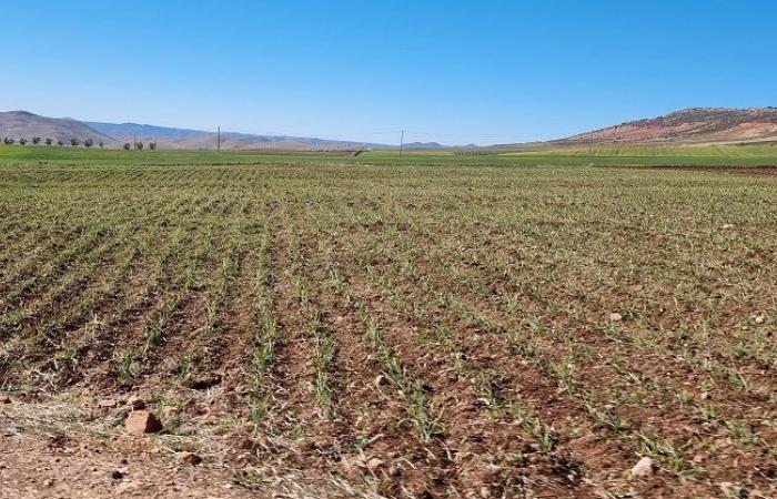 Agricultura. Cultivos anuales y perennes gravemente afectados por la actual sequía