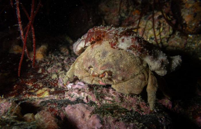 las fascinantes fotos de Pierre bajo el mar, a pocos metros de la orilla