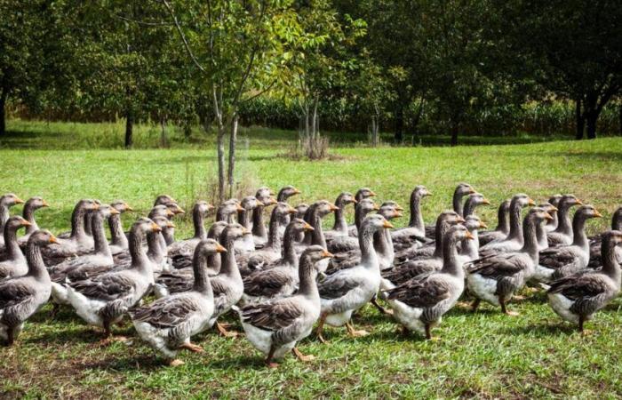 ¿Francia tendrá que decir adiós al foie gras?