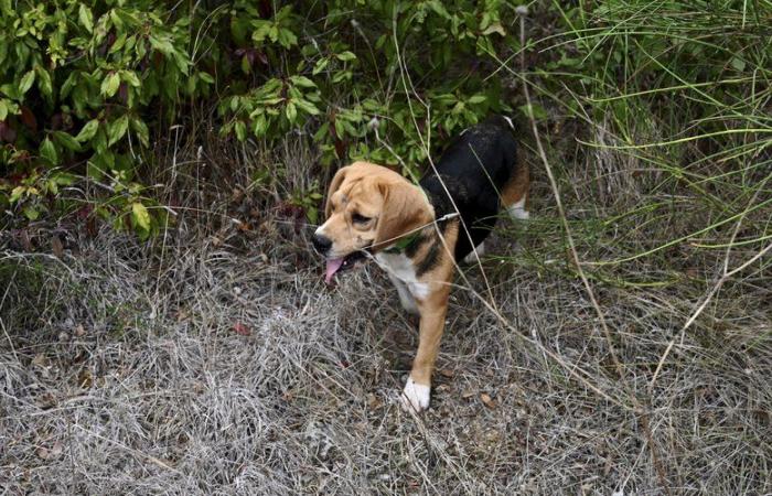 “Se perdieron o cayeron por un acantilado”: ​​bomberos, drones, veterinario… un dispositivo muy grande desplegado para encontrar dos perros de caza perdidos en un bosque cerca de Perpiñán