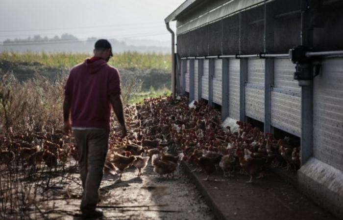 Diario de un agricultor: “la gente siempre decide su presupuesto en alimentos” – 23/12/2024 a las 16:56