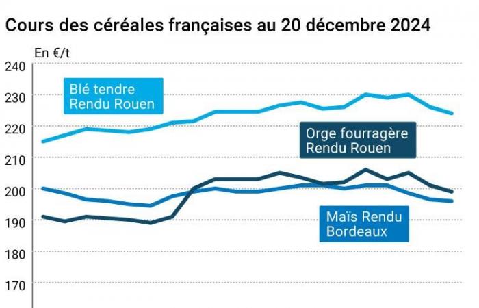 COTidienne | Cereales – Caída del precio del trigo en Euronext ante la competencia internacional