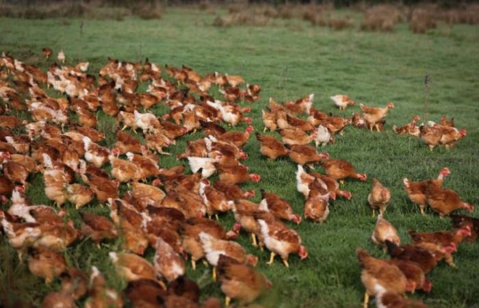 Diario de un agricultor: “la gente siempre decide su presupuesto en alimentos” – 23/12/2024 a las 16:56