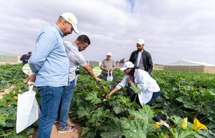 ¡En Agadir, Syngenta lanza 5 nuevas variedades de calabacín más resistentes! – AgriMaroc.ma