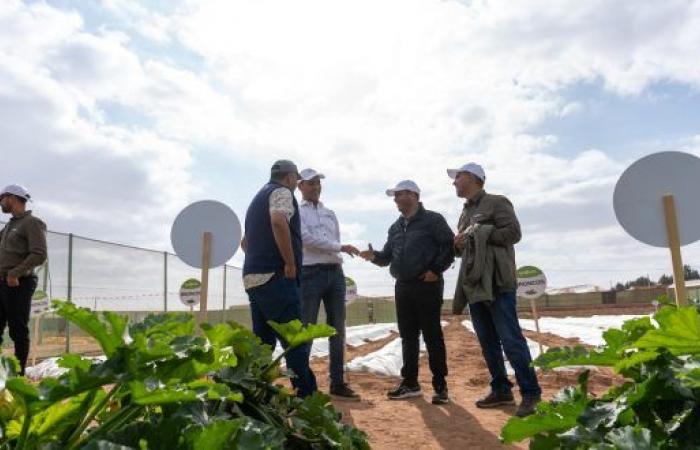 ¡En Agadir, Syngenta lanza 5 nuevas variedades de calabacín más resistentes! – AgriMaroc.ma