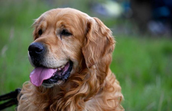 “Sintió que había un problema”… Cómo el perro Mistral salvó a su vecino