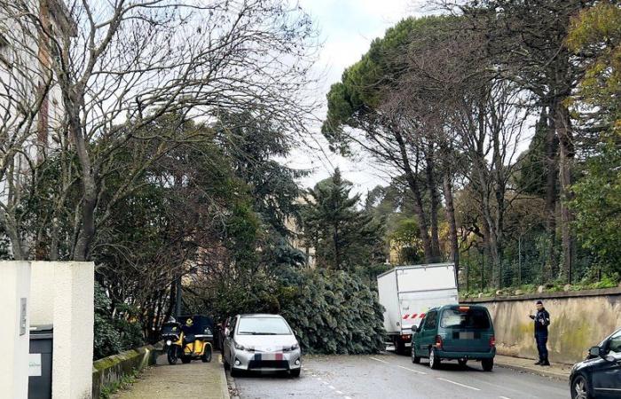 Gran susto en Carcassonne tras la caída de un árbol en una carretera: no se reportan heridos, pero dos coches estacionados impactaron