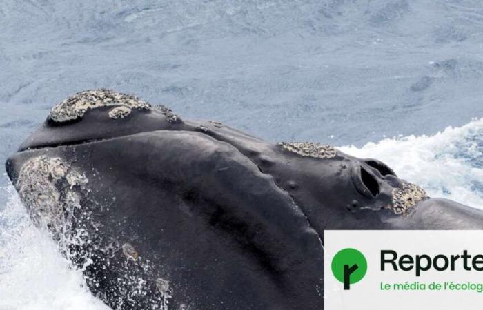 Sin humanos, algunas ballenas del norte podrían vivir hasta 150 años