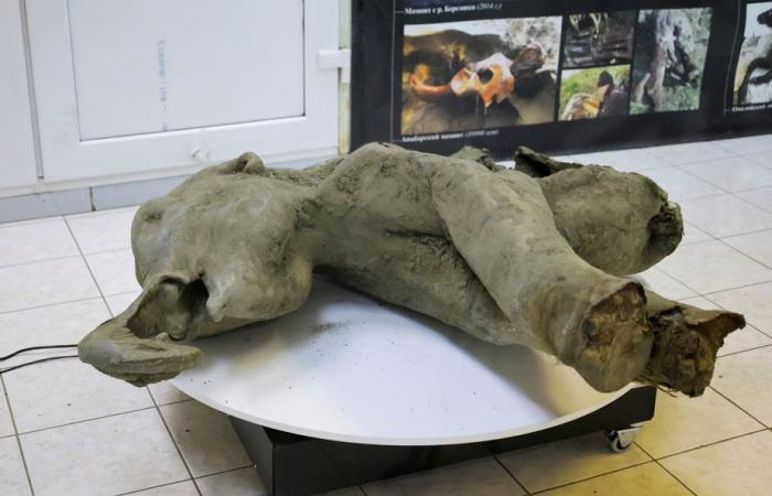 Rusia presenta un pequeño mamut de 50.000 años casi intacto